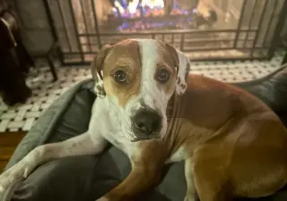 Otis (Courtesy)