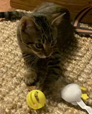 Ruby, Willow Grove Area, (FCID 09/22/2026-132)