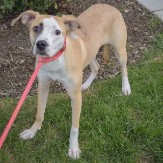 Gracie