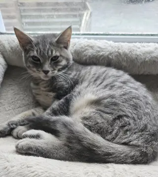 Luigi, Willow Grove Area, (FCID 08/11/2026-120)