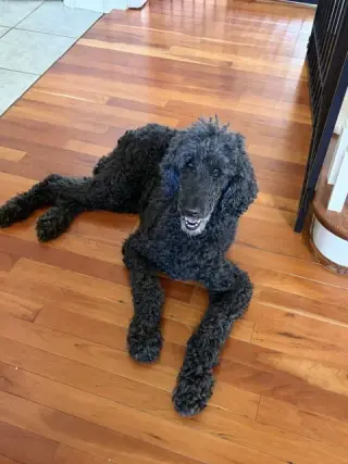 Maggie