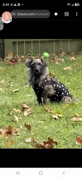 Princess & Dutchess