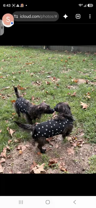 Princess & Dutchess