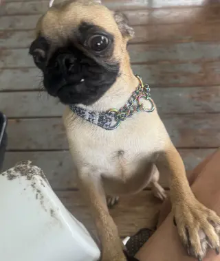 Gertie