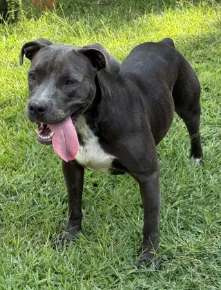 Fireheart Desperately needs Foster/Adopter