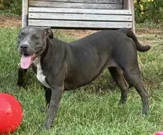 Fireheart Desperately needs Foster/Adopter