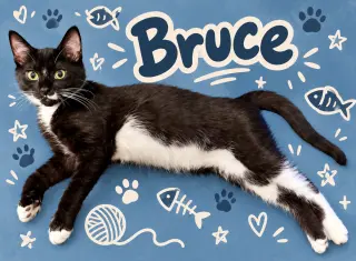 Bruce (FCID# 06/09/2026 - 39 Middletown PS) DC
