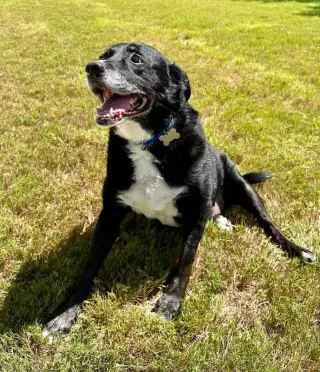 Boomer