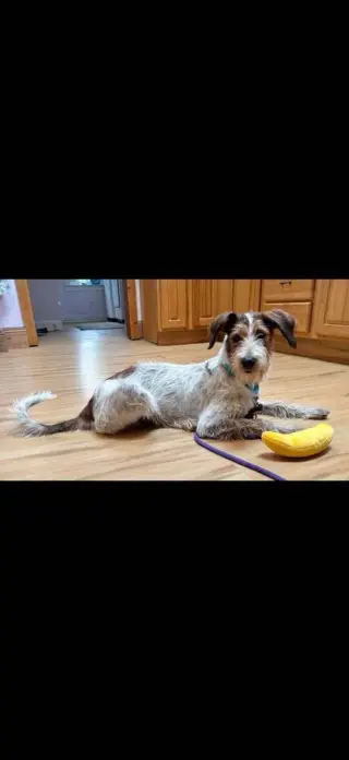 Linus (AL)