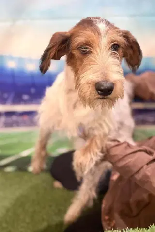 Linus (AL)