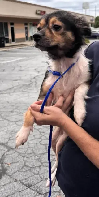 Millie (AL)