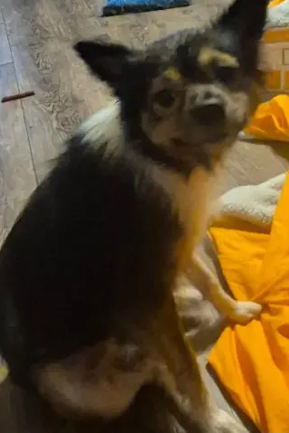 Millie (AL)