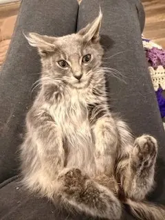 Finn
