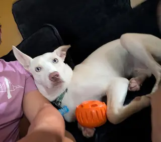 Hugo