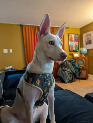 Hugo