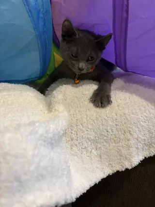 Pop