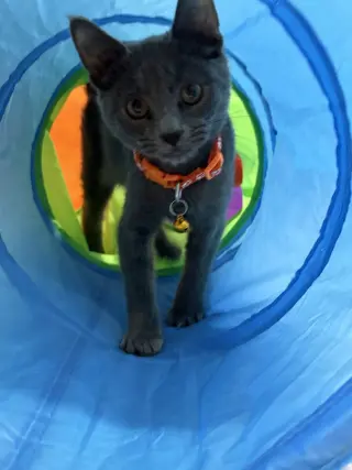 Pop