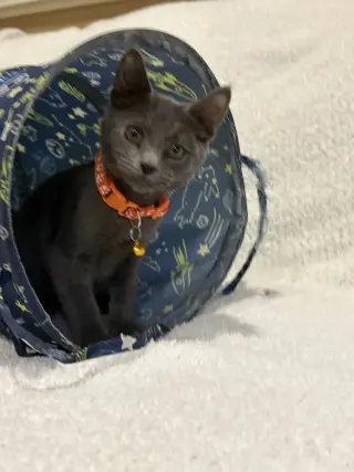 Pop