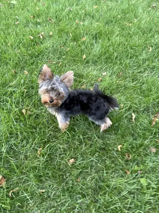 Zyggy-No Longer Accepting Applications
