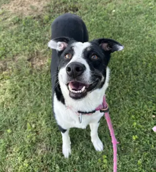Zena