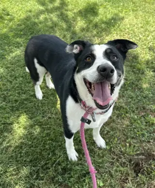 Zena