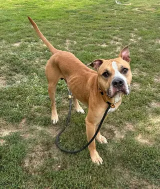 Gladiator