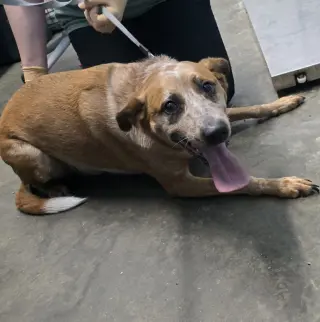Pete