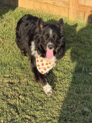 Remington (Bear)