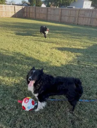 Remington (Bear)