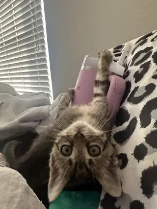 Pua