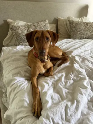 Bella-Roo