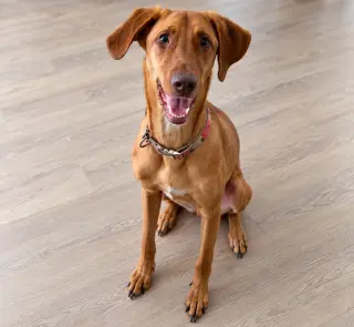 Bella-Roo