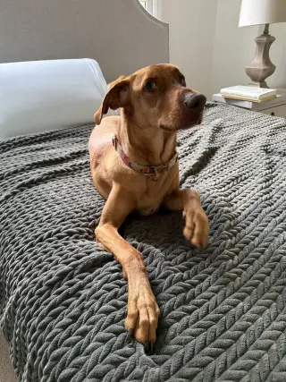 Bella-Roo