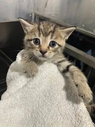 MERCURY