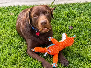 Bo