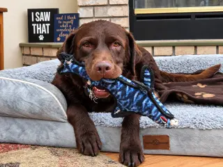 Bo