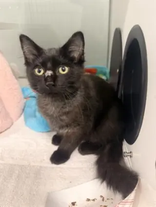 PERSEUS