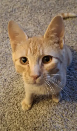 Hobbes