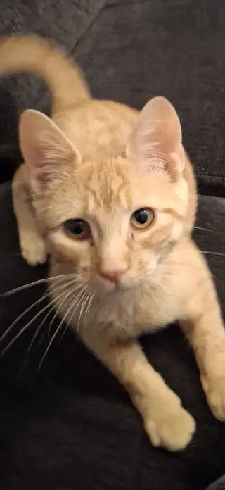 Hobbes