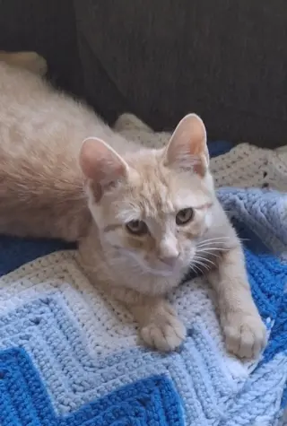 Hobbes