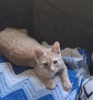 Hobbes