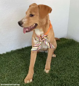 Marley