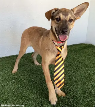 Hugo