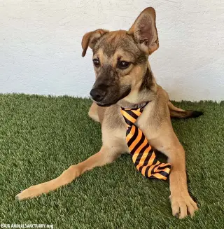 Hugo