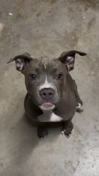 Stella