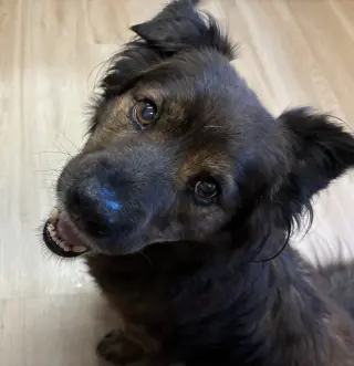 Roscoe