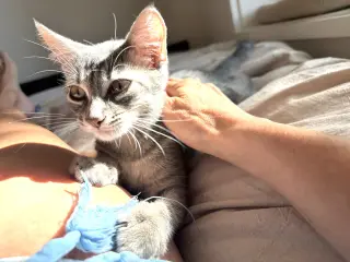 Cesar and Pepper