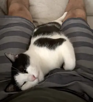 Domino