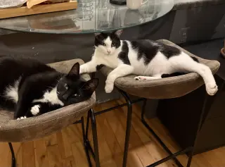 Domino