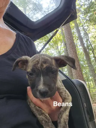 Beans (Camping Litter)